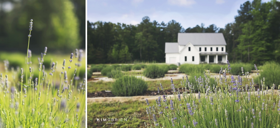 Kim O'Brien Photography ~ mezza luna lavender farm sessions