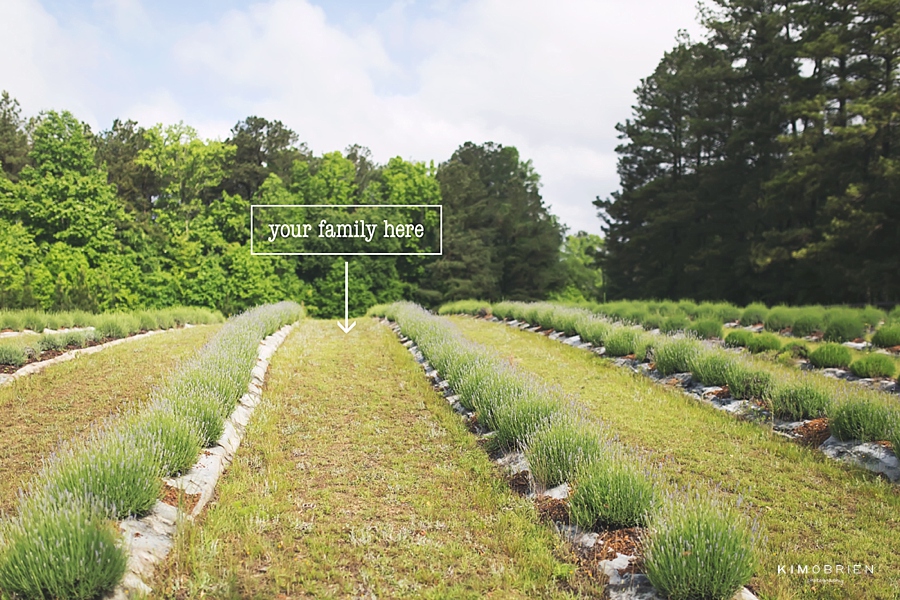 Kim O'Brien Photography ~ mezza luna lavender farm sessions