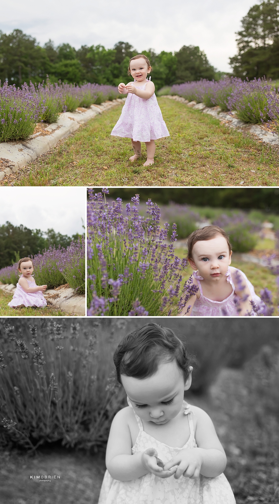 lavender farm baby photo session ~ cary nc baby photographer